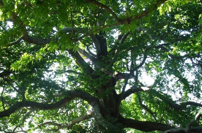 abanoz ağacı